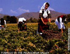 Tobacco in the Pelagonija valley