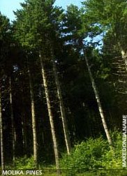 Pelister: Macedonian Pine - Molika