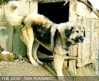 Sarplaninec dog