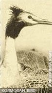 Dojran lake - Kormoran bird