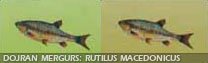 Dojran mergurs: Rutilus Macedonicus